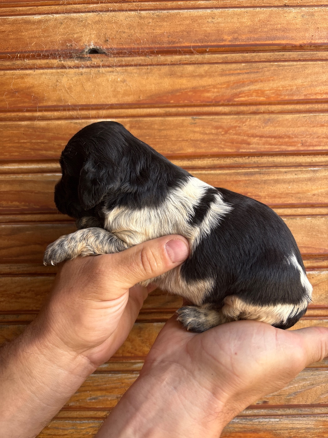 De La Terrible Menée - Chiots disponibles - Epagneul Breton