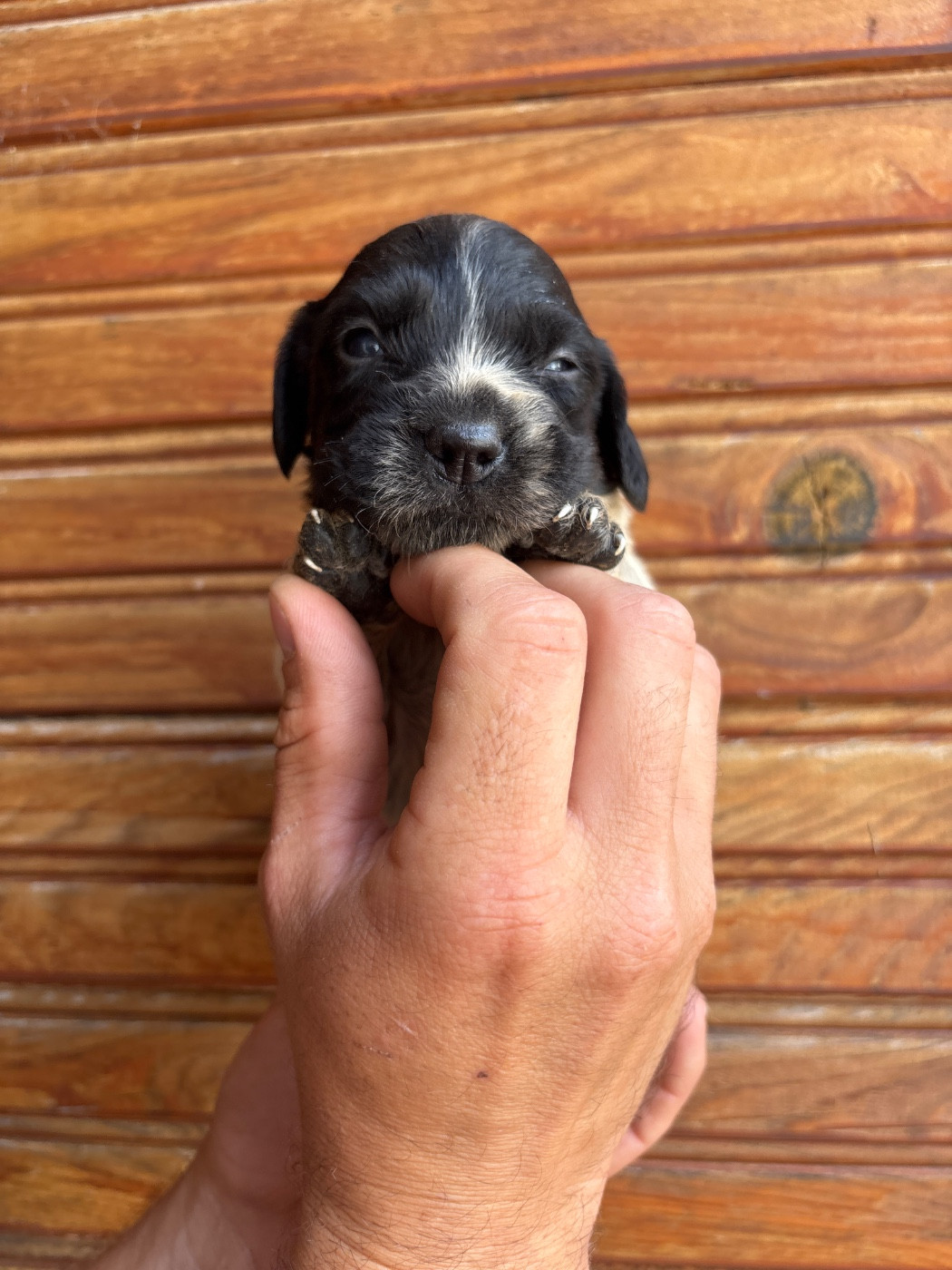 De La Terrible Menée - Chiots disponibles - Epagneul Breton