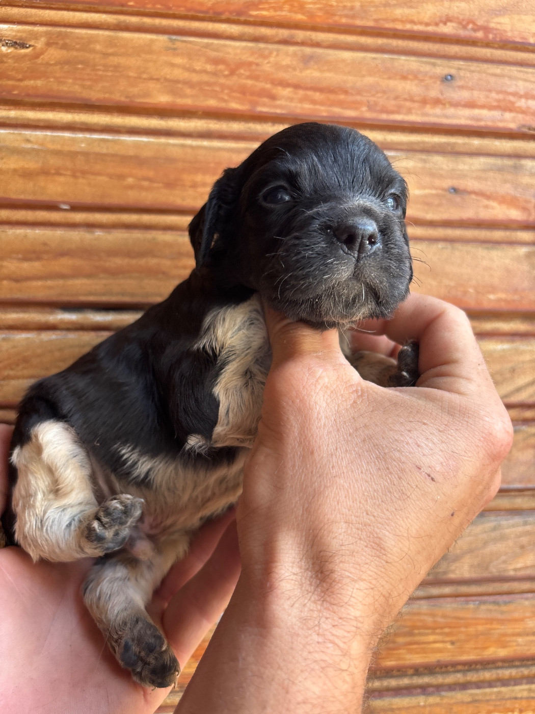 De La Terrible Menée - Chiots disponibles - Epagneul Breton