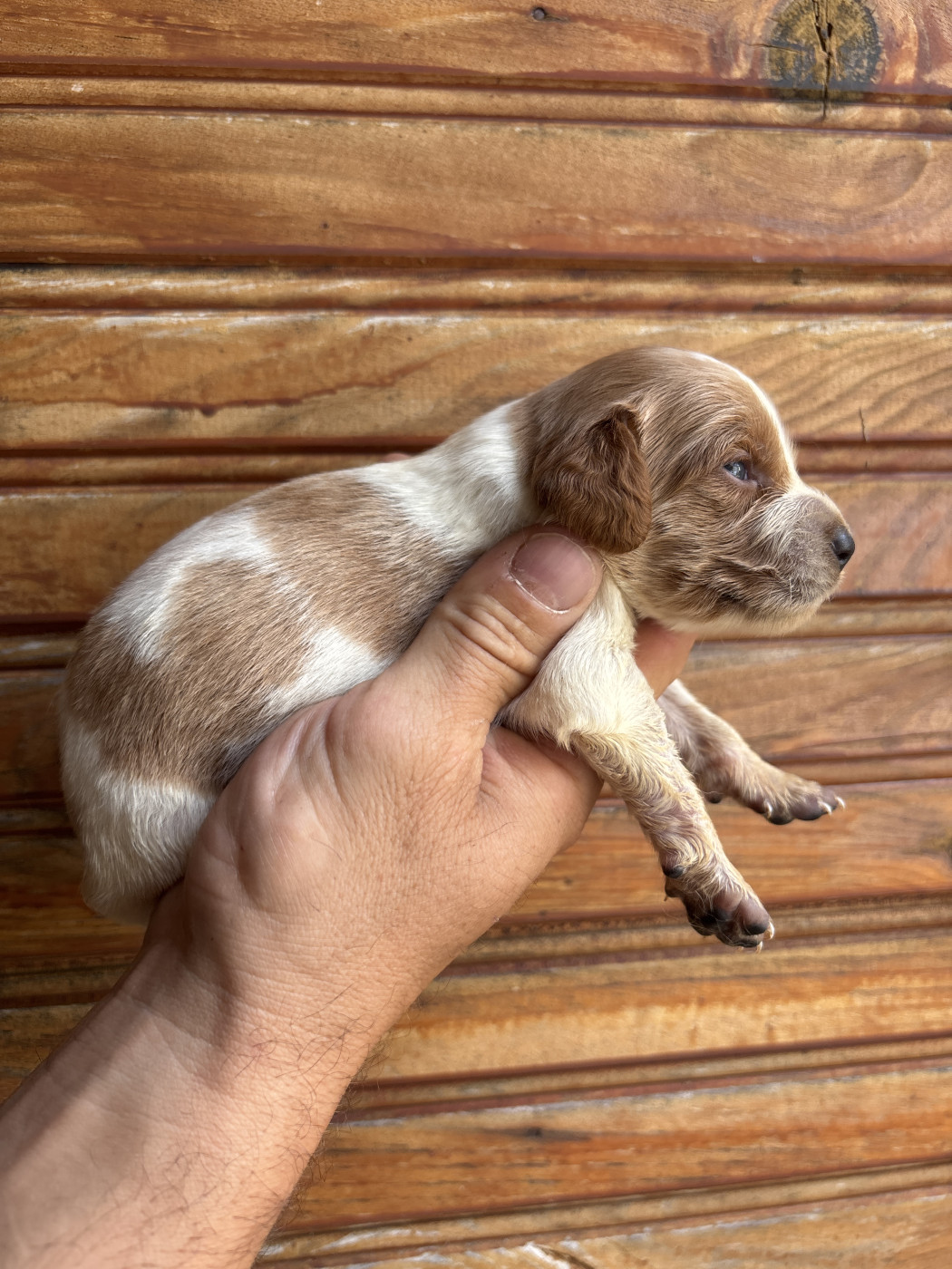 De La Terrible Menée - Chiots disponibles - Epagneul Breton