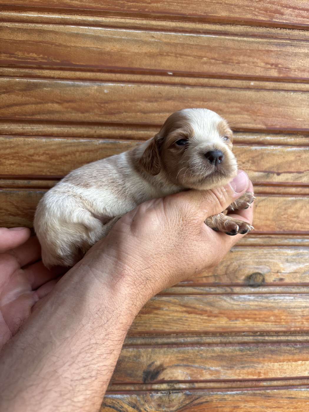 De La Terrible Menée - Chiots disponibles - Epagneul Breton