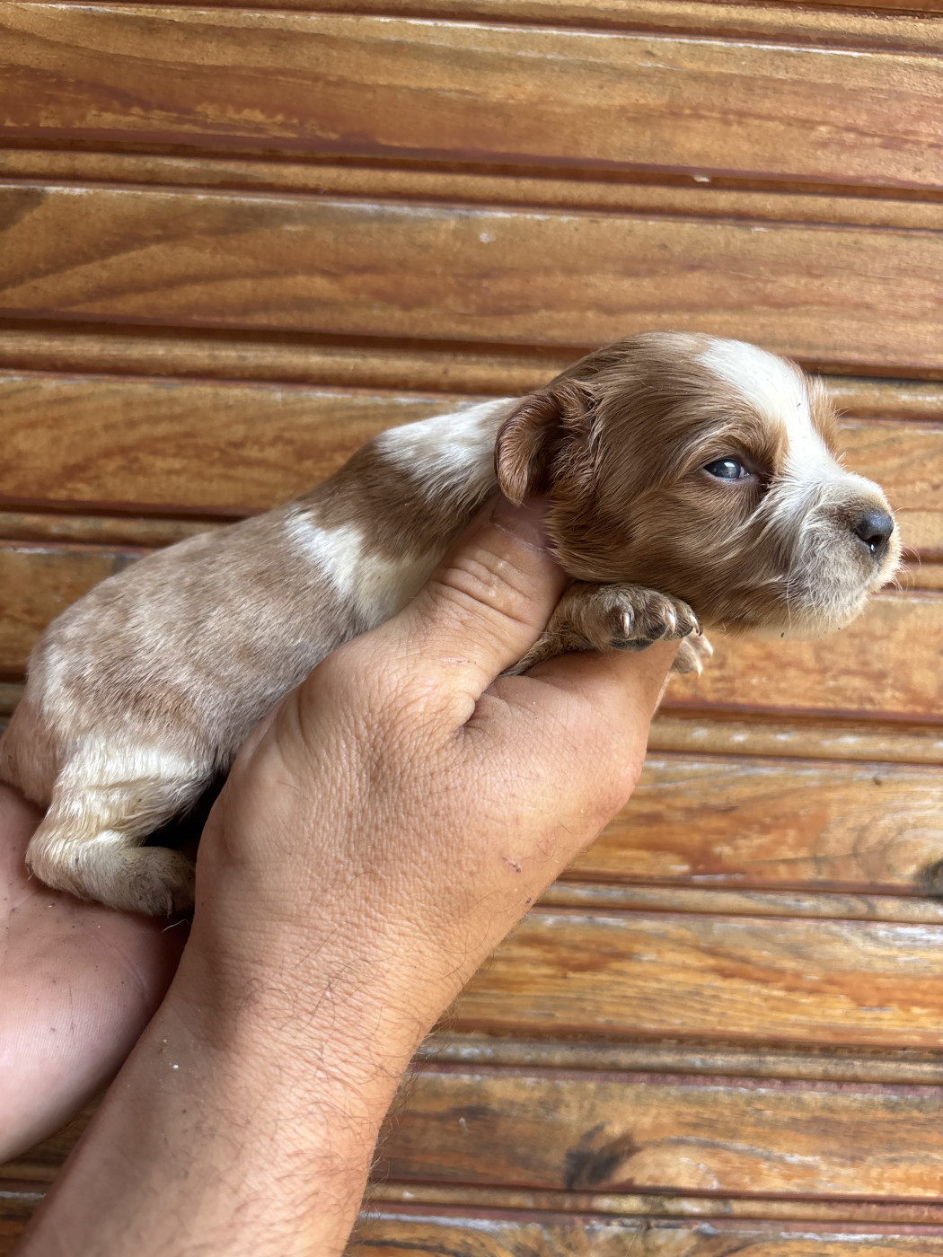 De La Terrible Menée - Chiots disponibles - Epagneul Breton