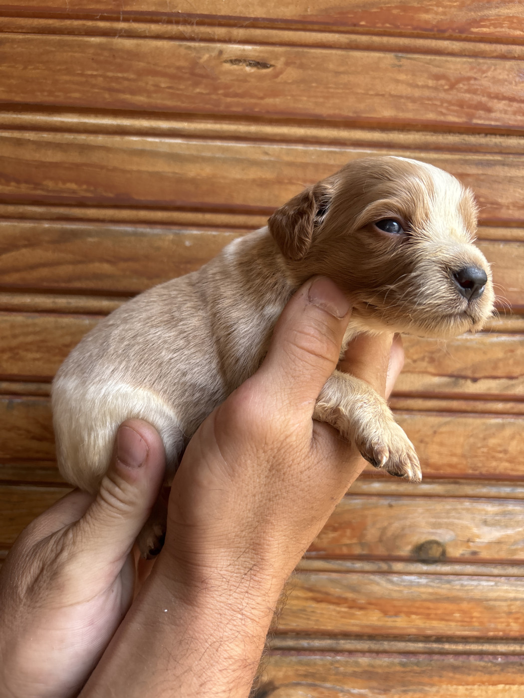 De La Terrible Menée - Chiots disponibles - Epagneul Breton