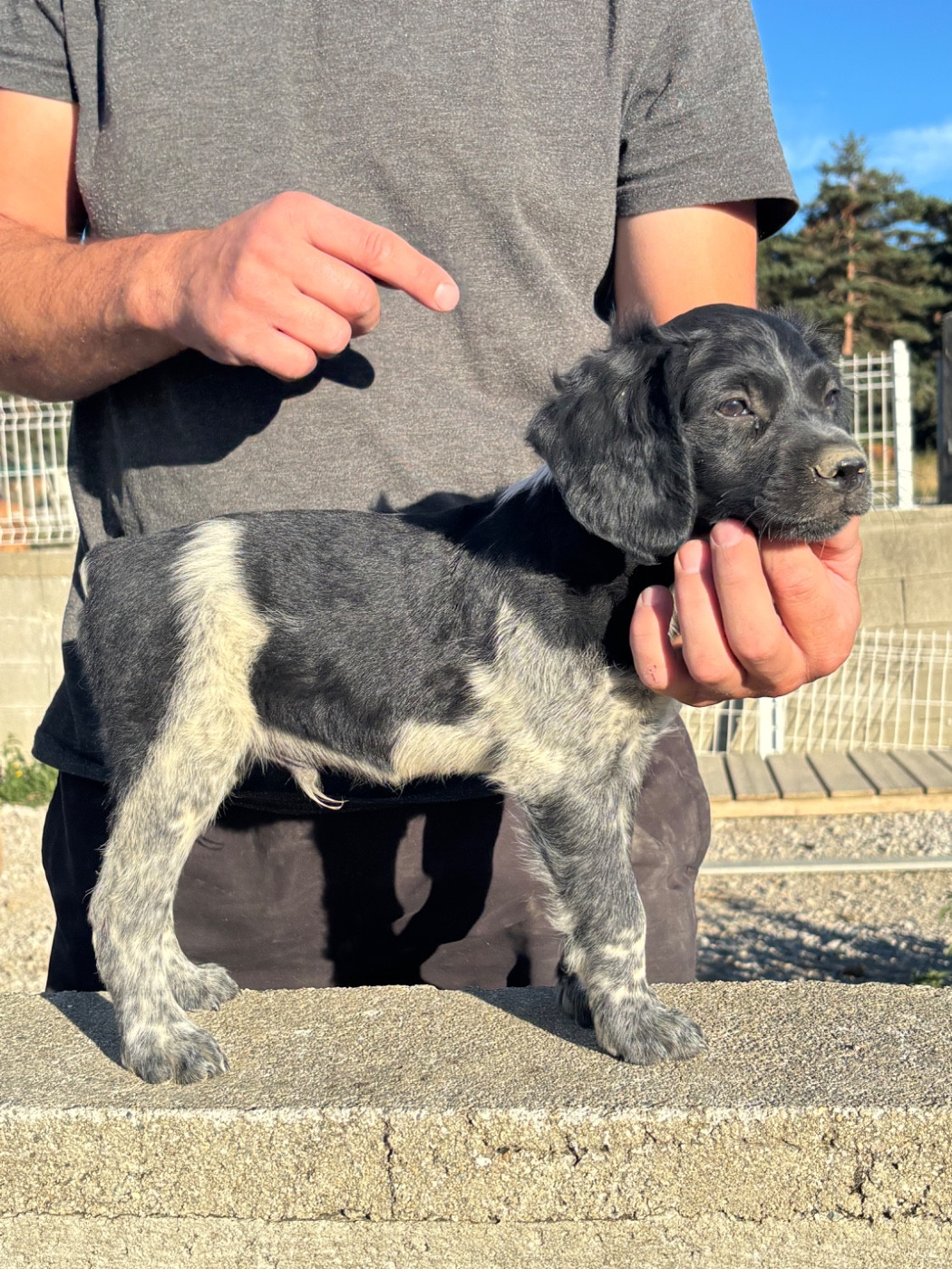 De La Terrible Menée - Chiots disponibles - Epagneul Breton