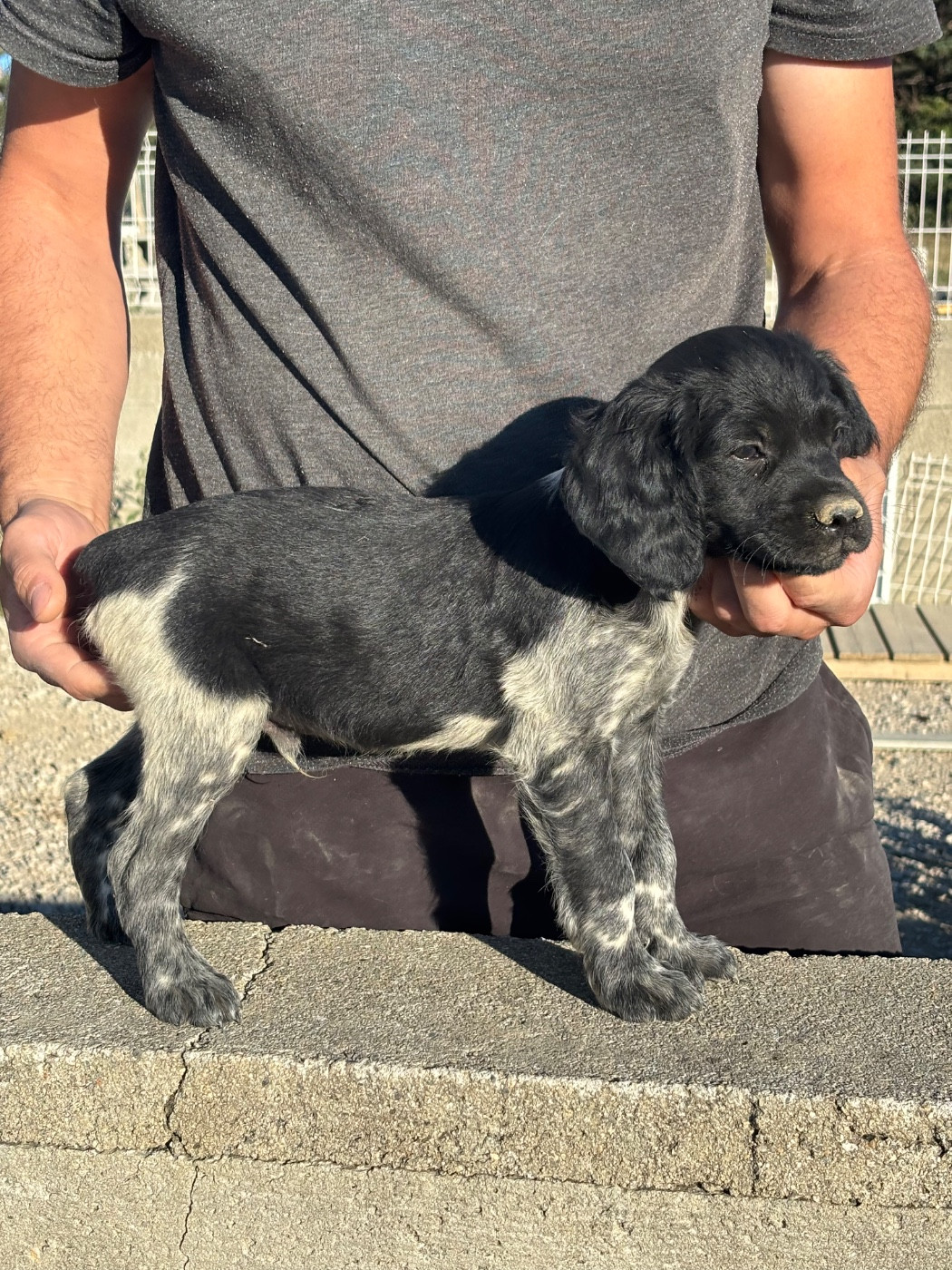 De La Terrible Menée - Chiots disponibles - Epagneul Breton