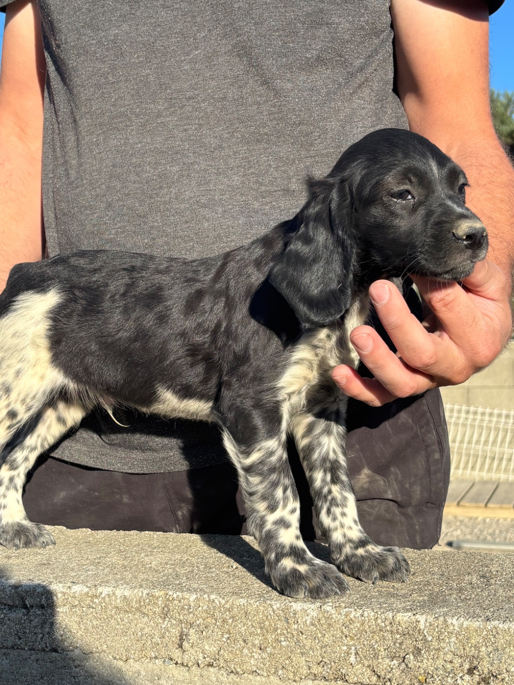 De La Terrible Menée - Chiots disponibles - Epagneul Breton