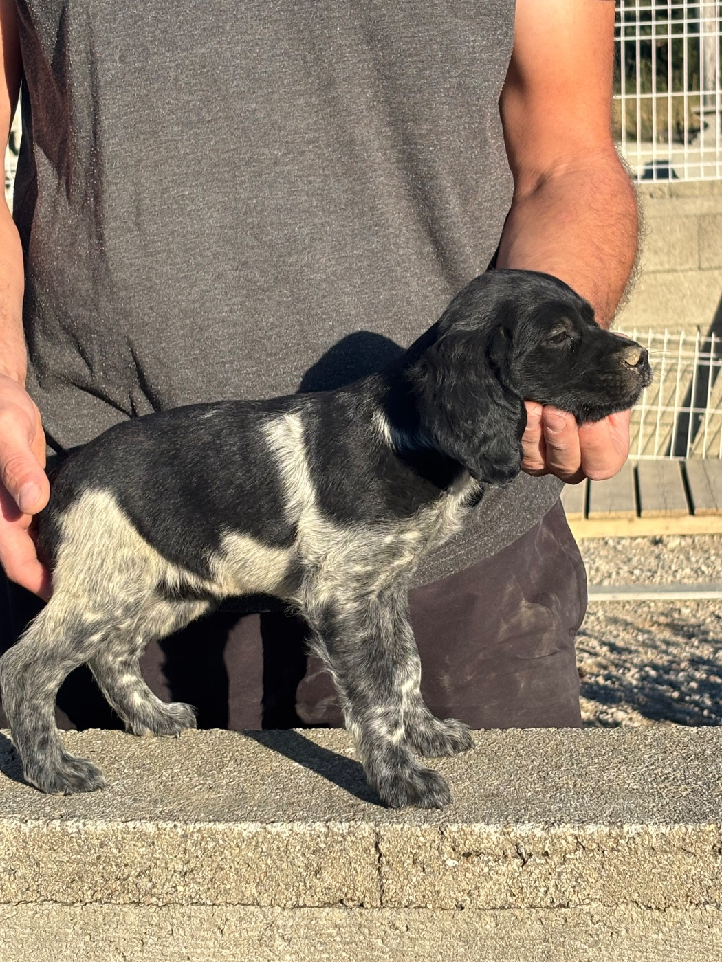 De La Terrible Menée - Chiots disponibles - Epagneul Breton
