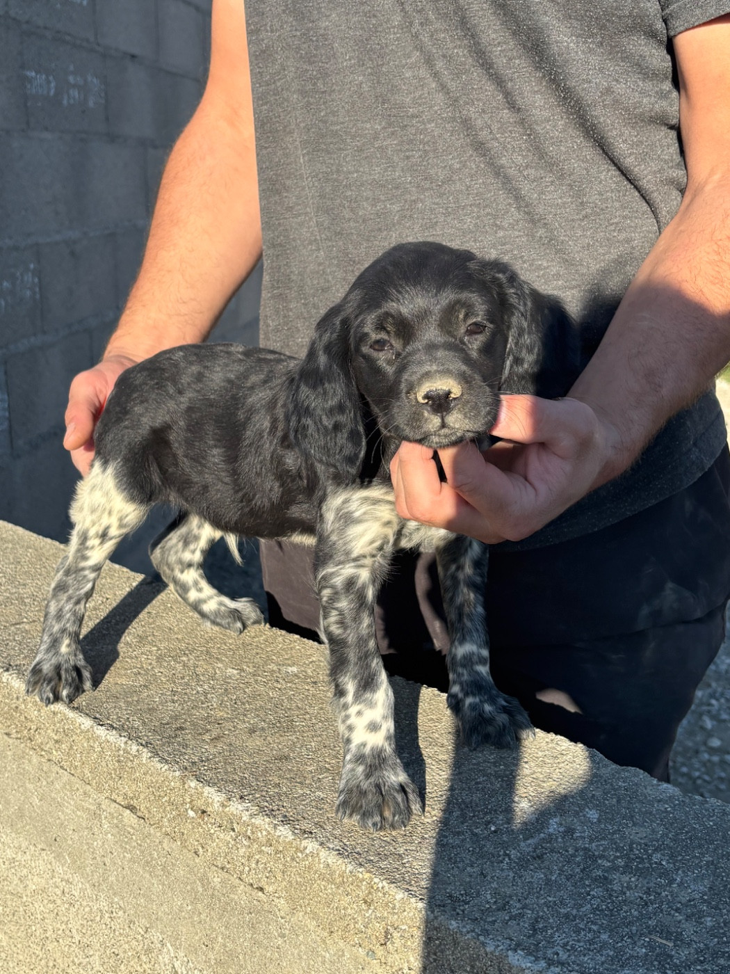 De La Terrible Menée - Chiots disponibles - Epagneul Breton
