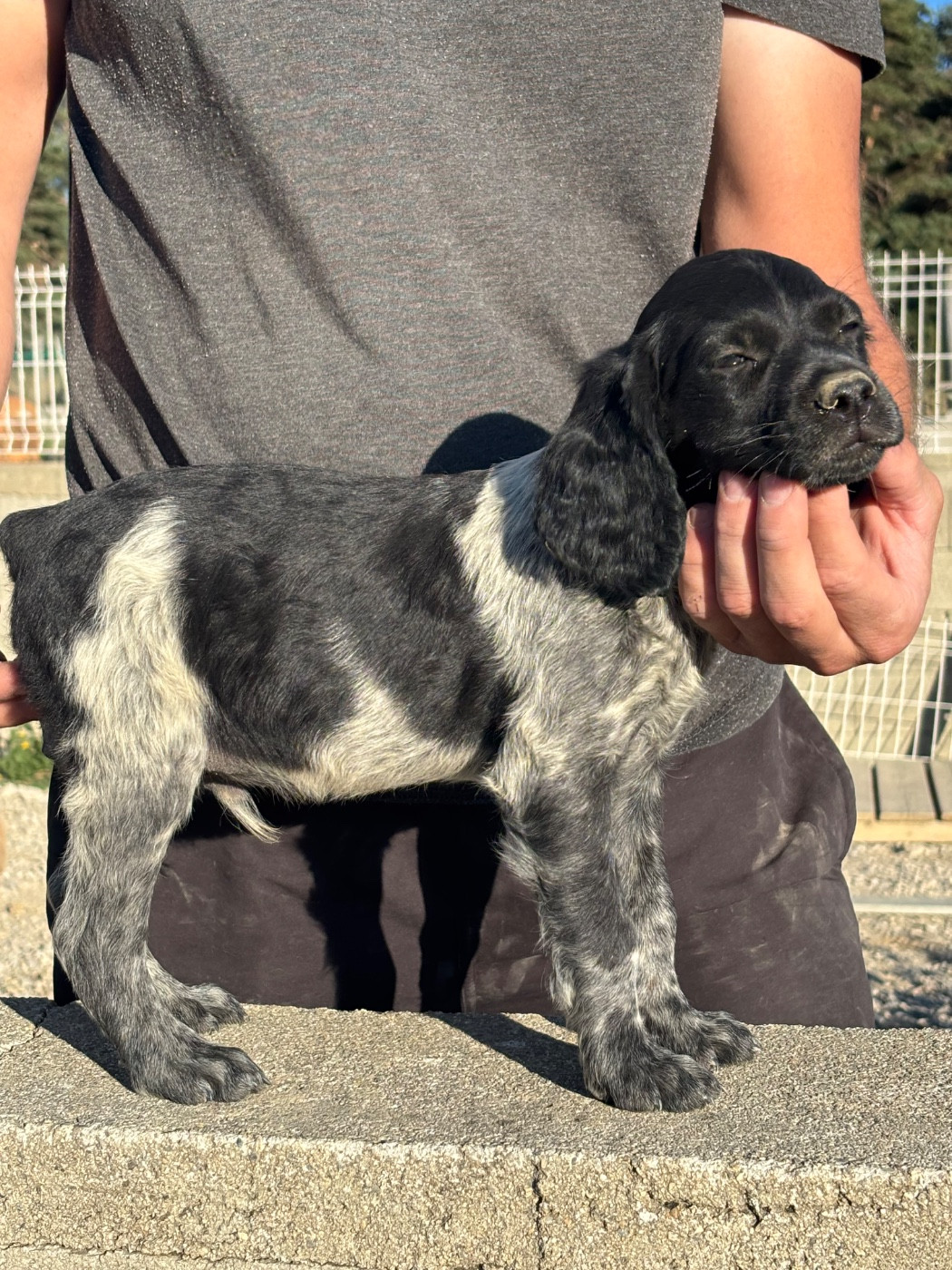 De La Terrible Menée - Chiots disponibles - Epagneul Breton