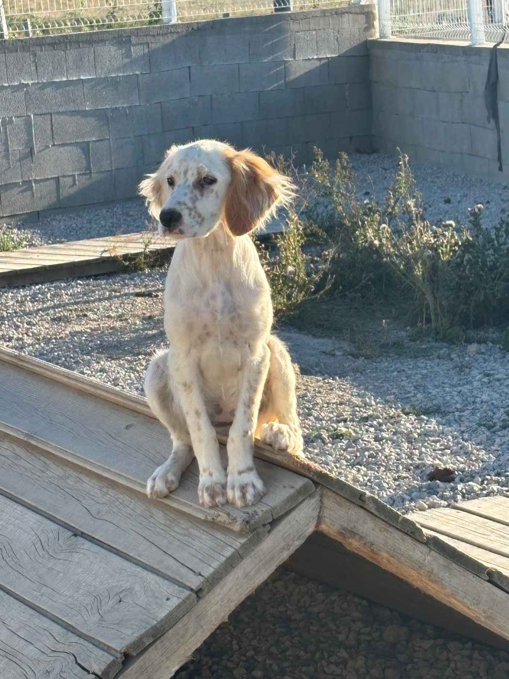 De La Terrible Menée - Chiots disponibles - Setter Anglais