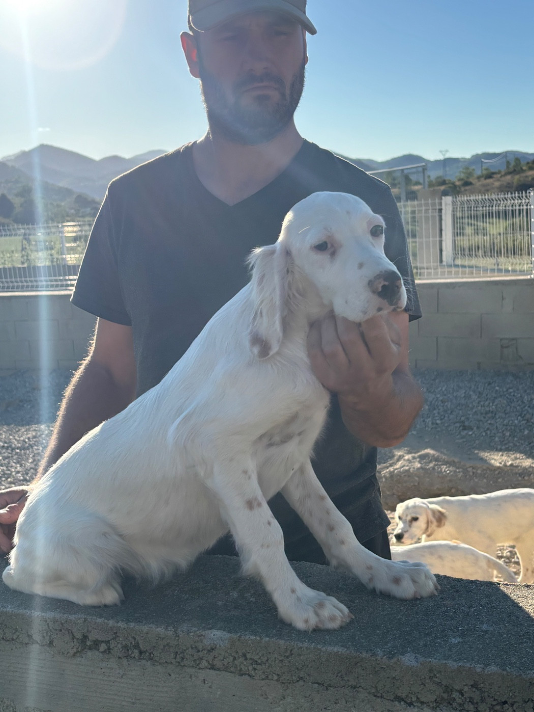 De La Terrible Menée - Chiots disponibles - Setter Anglais
