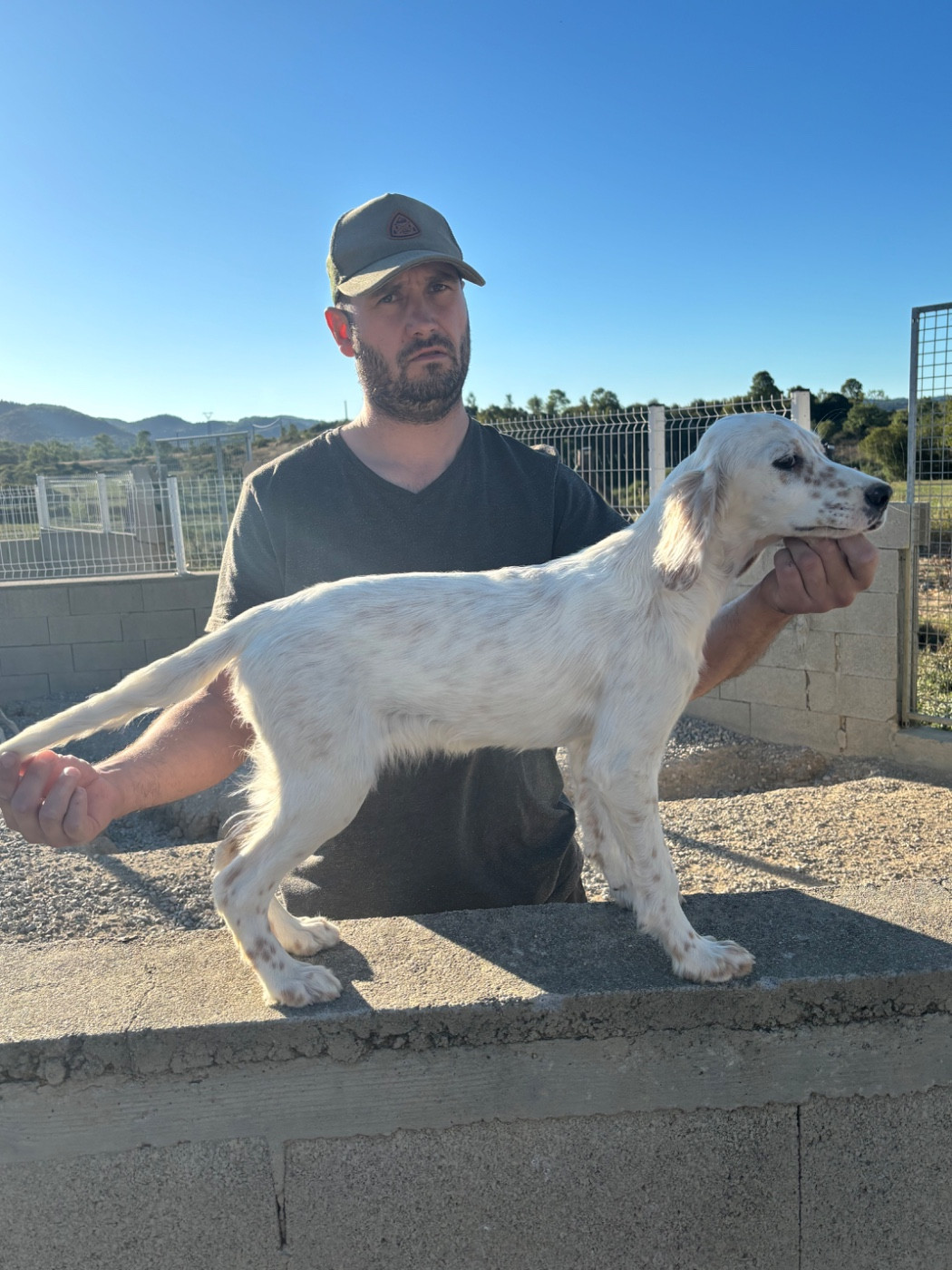 De La Terrible Menée - Chiots disponibles - Setter Anglais