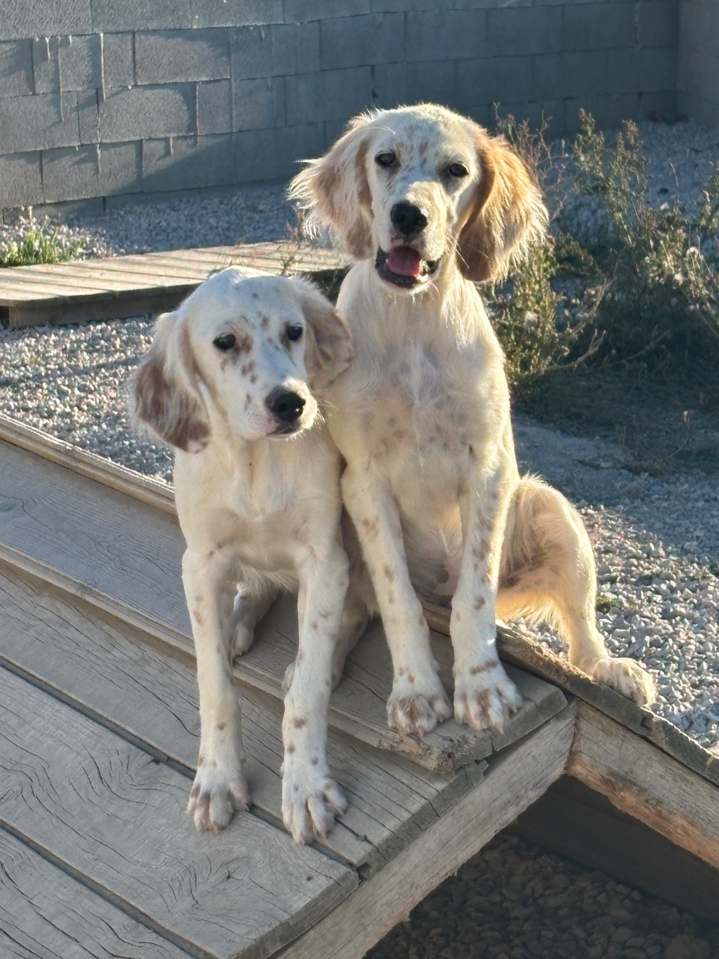 De La Terrible Menée - Chiots disponibles - Setter Anglais