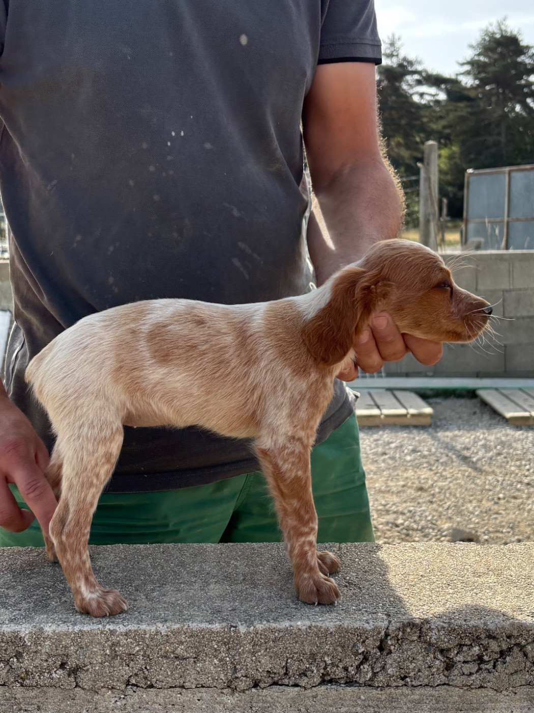De La Terrible Menée - Chiots disponibles - Epagneul Breton