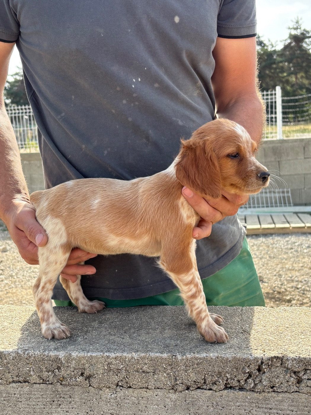 De La Terrible Menée - Chiots disponibles - Epagneul Breton