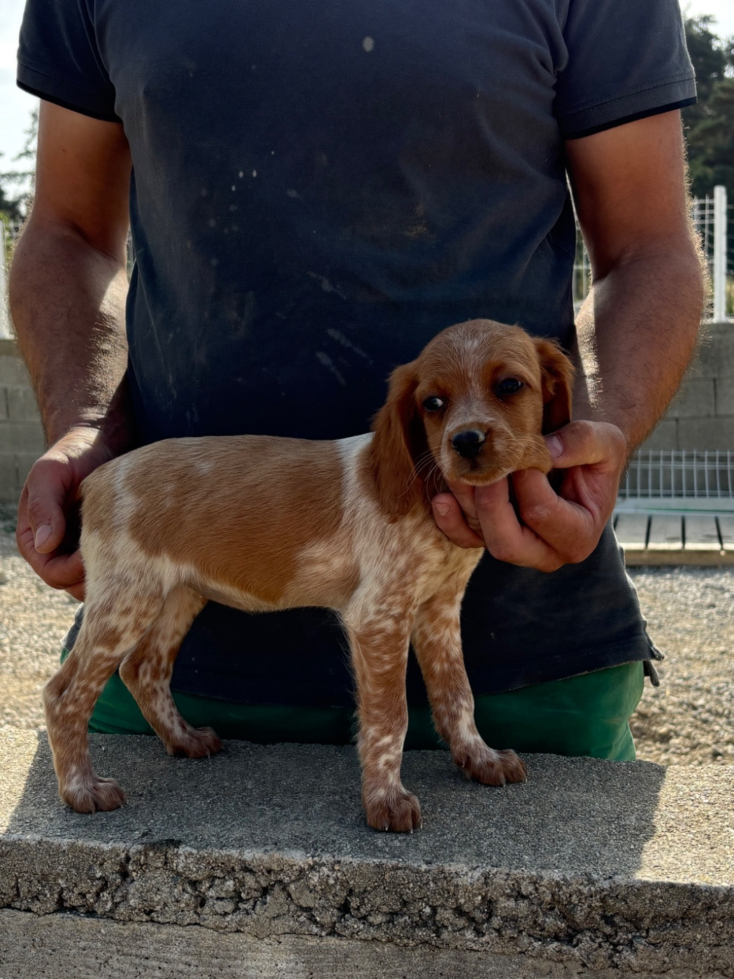 De La Terrible Menée - Chiots disponibles - Epagneul Breton