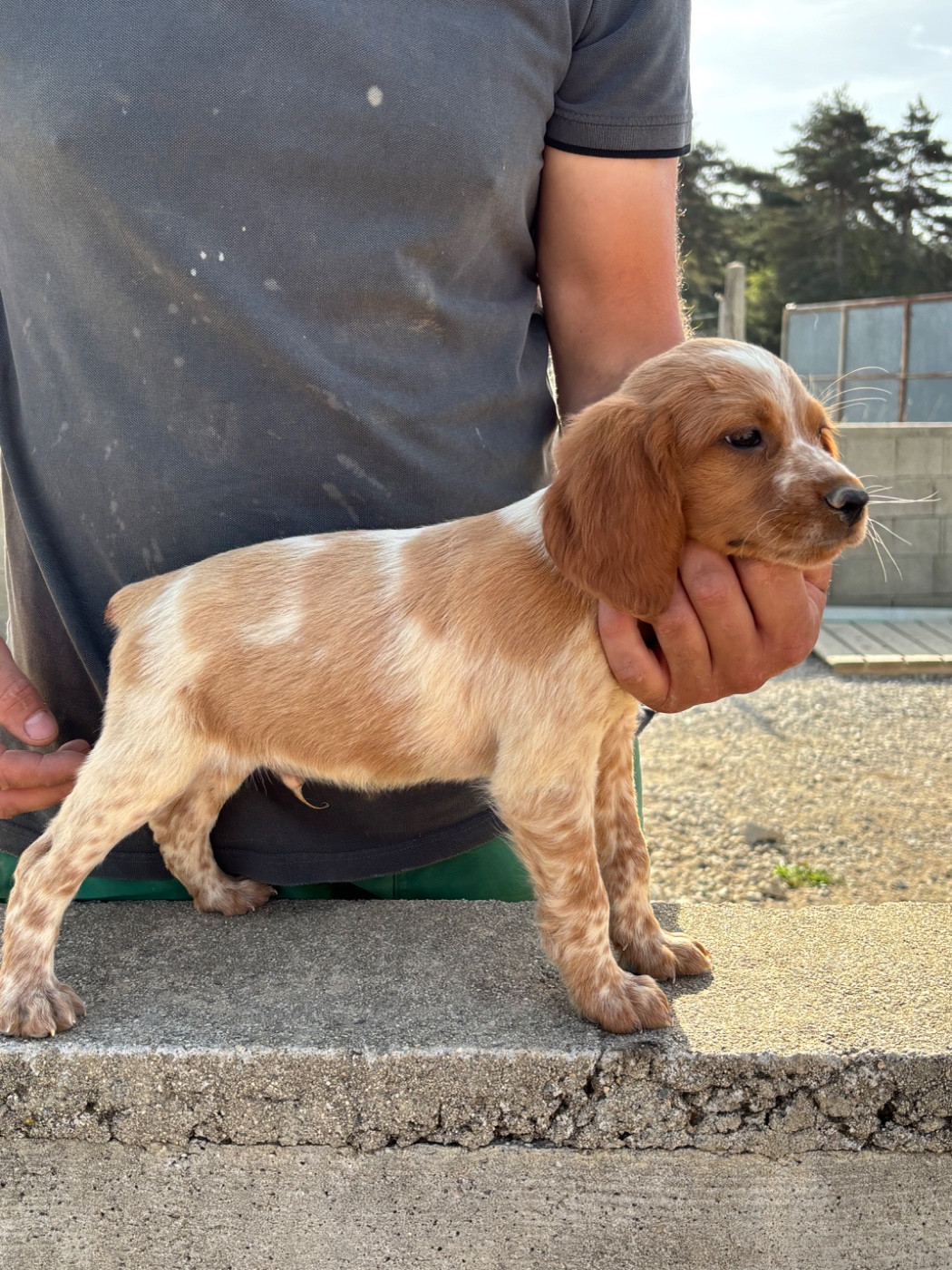 De La Terrible Menée - Chiots disponibles - Epagneul Breton