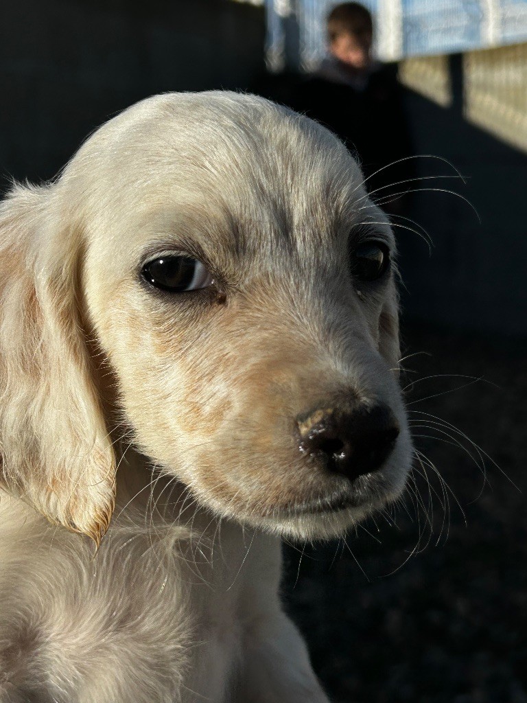 De La Terrible Menée - Chiots disponibles - Setter Anglais