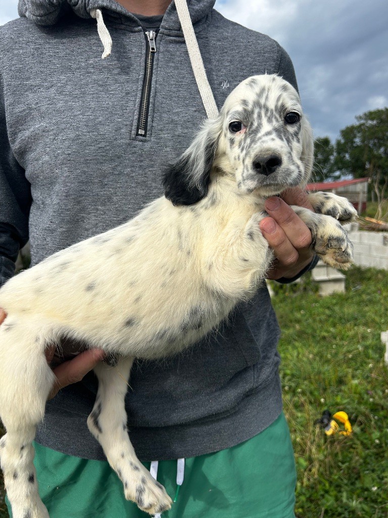 De La Terrible Menée - Chiots disponibles - Setter Anglais