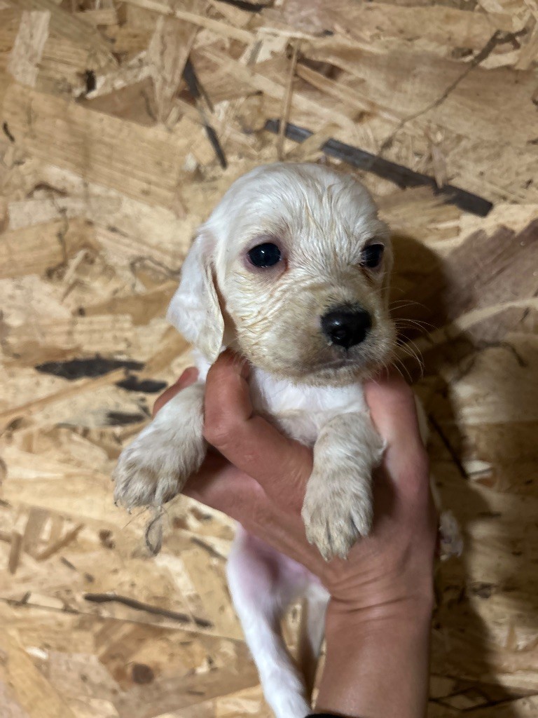 De La Terrible Menée - Chiots disponibles - Setter Anglais