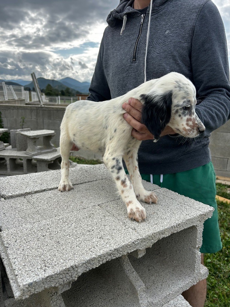 De La Terrible Menée - Chiots disponibles - Setter Anglais