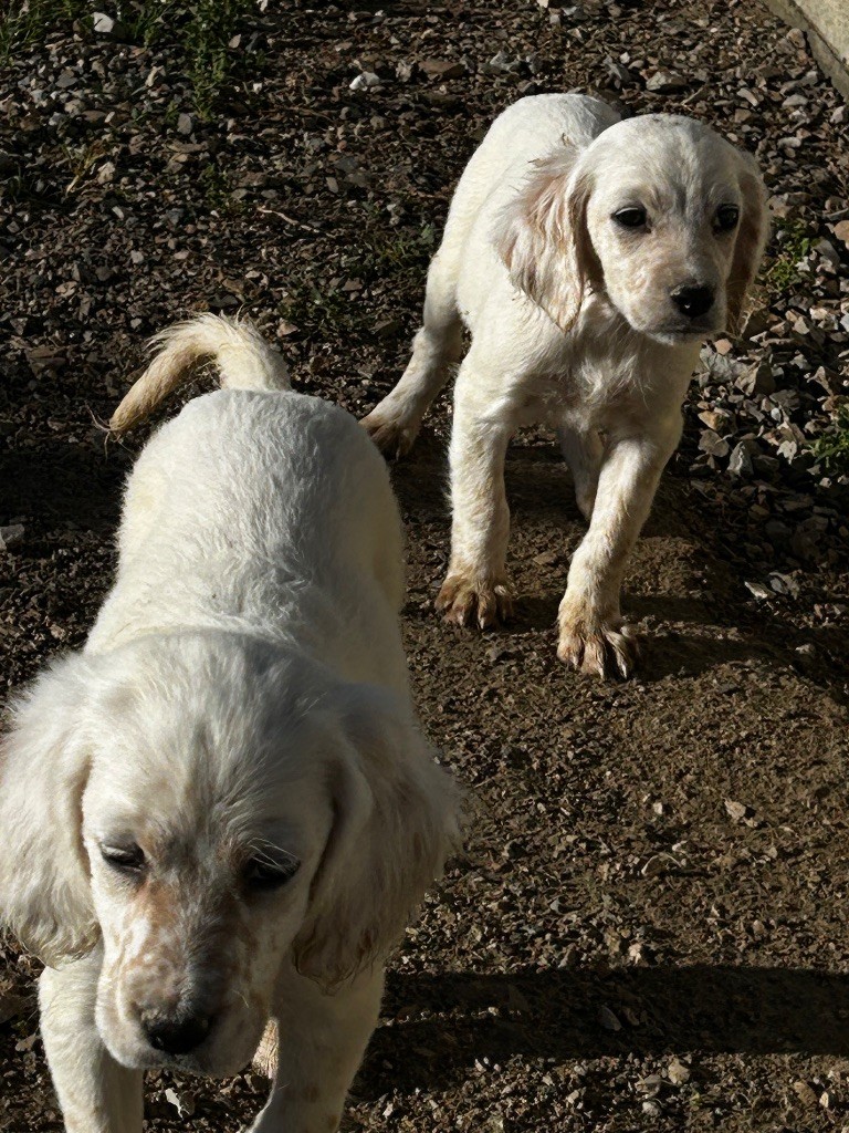 De La Terrible Menée - Chiots disponibles - Setter Anglais