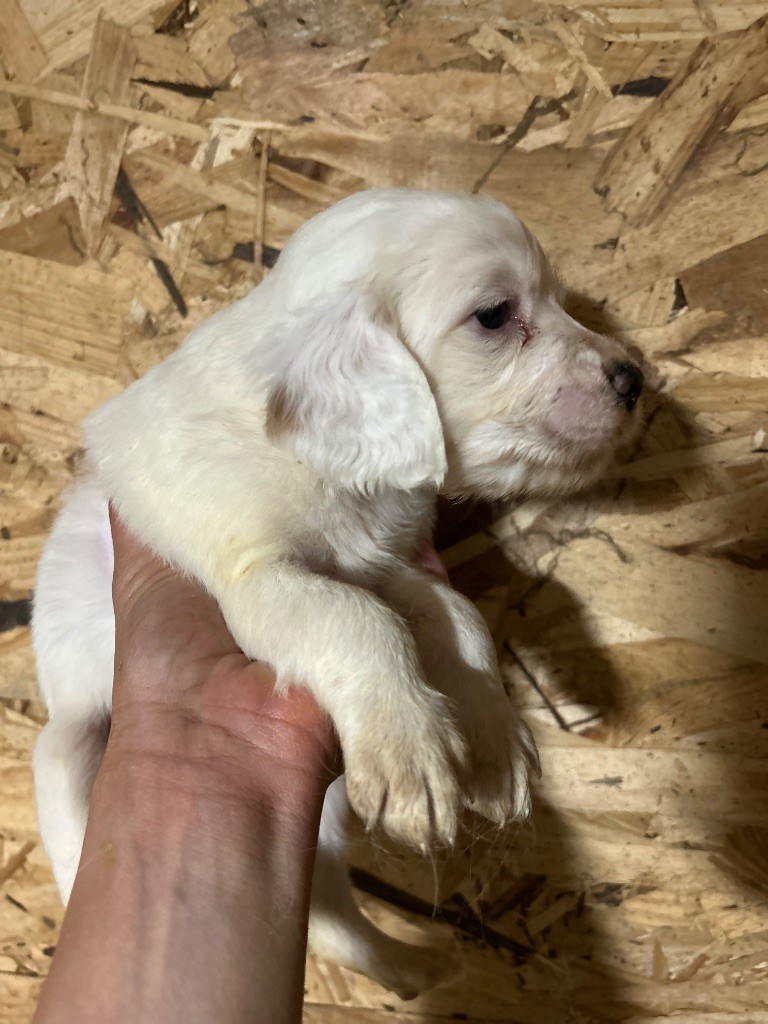 De La Terrible Menée - Chiots disponibles - Setter Anglais
