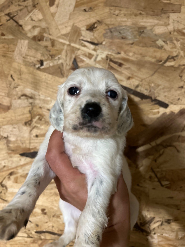 De La Terrible Menée - Chiots disponibles - Setter Anglais
