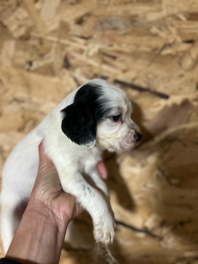 De La Terrible Menée - Chiots disponibles - Setter Anglais