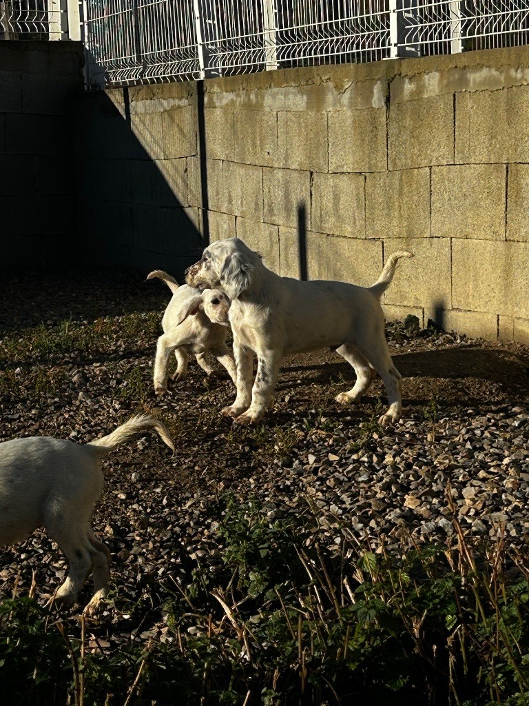 De La Terrible Menée - Chiots disponibles - Setter Anglais