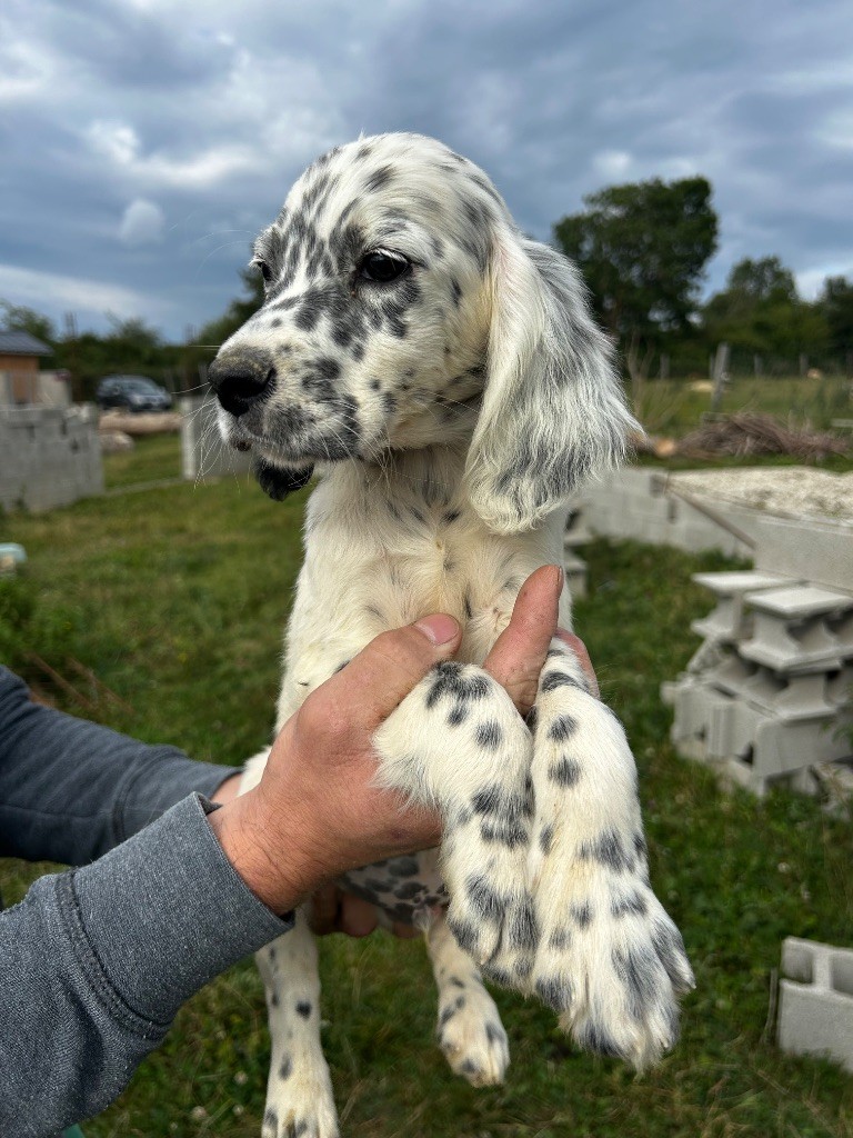 De La Terrible Menée - Chiots disponibles - Setter Anglais