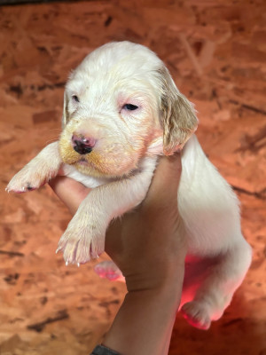 Chiot N°4