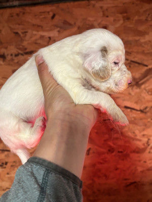 Chiot N°6