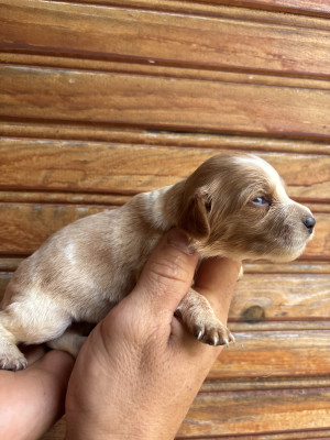 Chiot N°3
