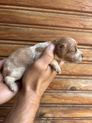 Chiot N°4