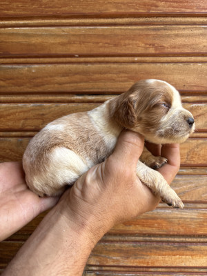 Chiot N°6