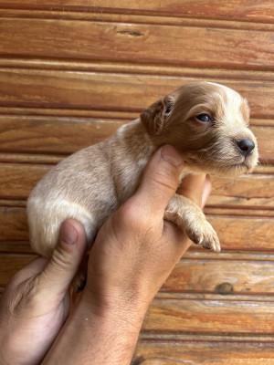 Chiot N°7