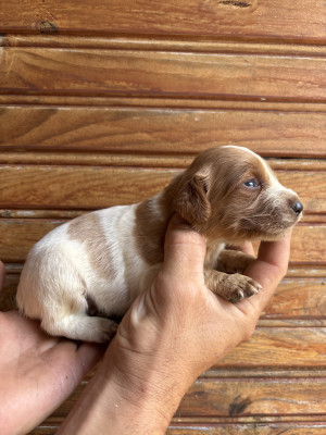 Chiot N°8