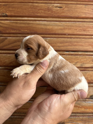 Chiot N°9