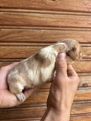 Chiot N°10