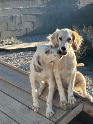 Chiot N°8