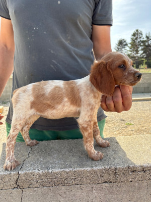 Chiot N°1