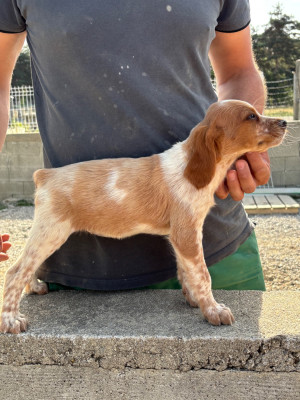 Chiot N°2