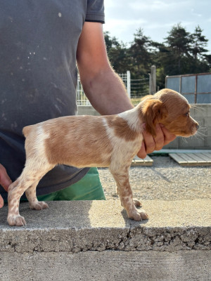 Chiot N°4