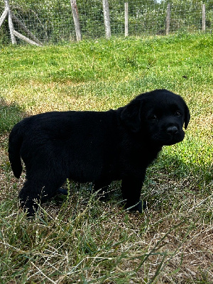 CHIOT 2
