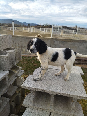 CHIOT