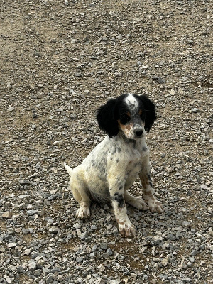 CHIOT 9