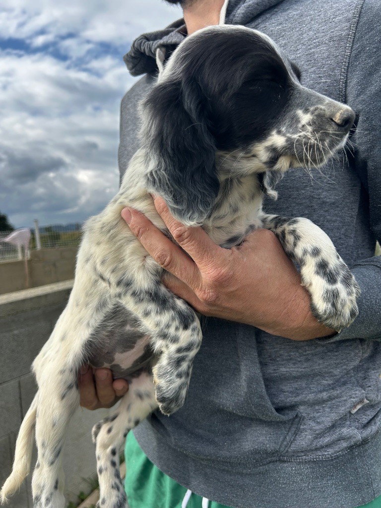 De La Terrible Menée - Chiots disponibles - Setter Anglais