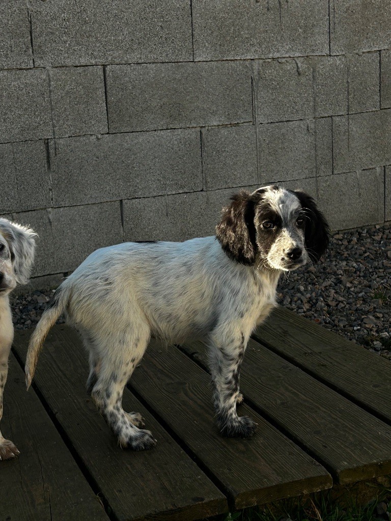 De La Terrible Menée - Chiots disponibles - Setter Anglais