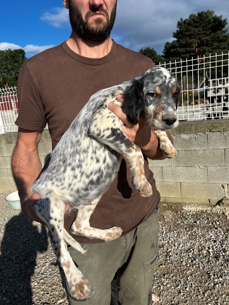De La Terrible Menée - Chiots disponibles - Setter Anglais